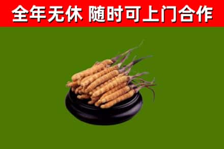 阿拉善右回收冬虫夏草